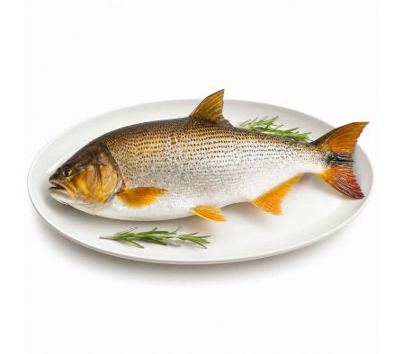 PESCADO DORADO KG.
